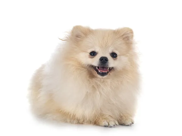 Young Pomeranian Front White Background — Stock Photo, Image