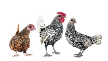 Beyaz arkaplan önünde parlak tavuk