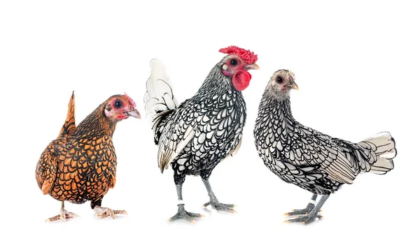 Sebright Kyckling Framför Vit Bakgrund — Stockfoto