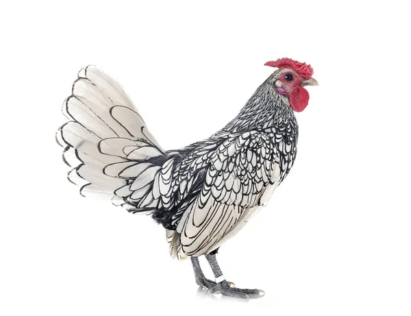 Sebright Csirke Előtt Fehér Háttér — Stock Fotó