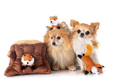Genç Pomeranian ve Chihuahua beyaz arkaplan önünde