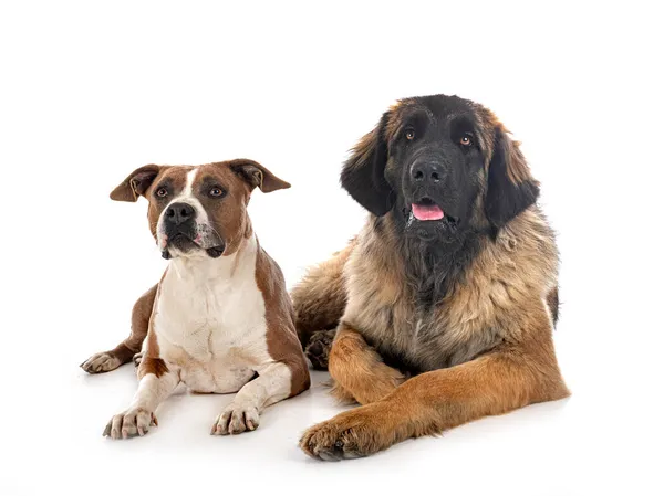 American Staffordshire Terrier Leonberger Devant Fond Blanc — Photo