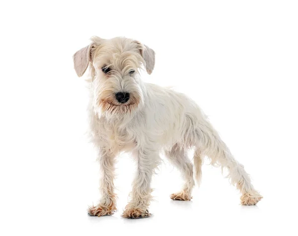 Miniatuur Witte Schnauzer Voorkant Van Witte Achtergrond — Stockfoto