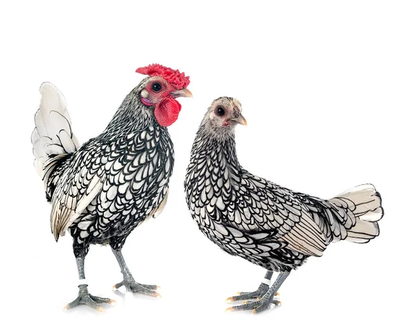 Sebright Chicken Front White Background — Stock Photo, Image