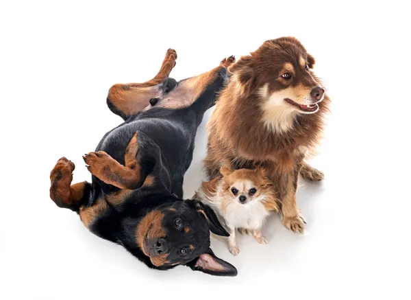 Många Hundar Framför Vit Bakgrund — Stockfoto