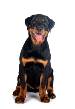 Beyaz arkaplan önünde köpek yavrusu rottweiler