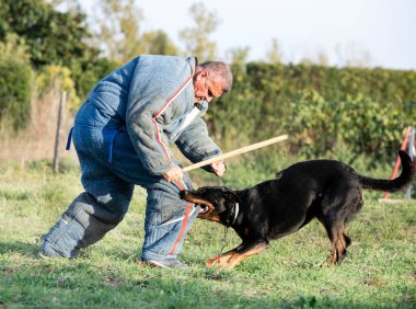 Beauce 'den gelen çoban köpeği güvenlik eğitimi alıyor.