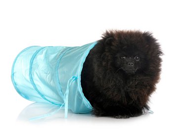 Beyaz arkaplan önünde genç pomeranian