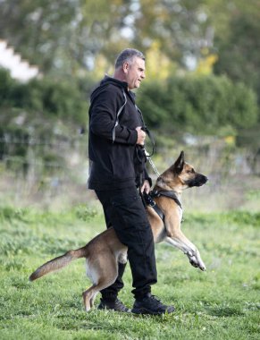 Genç Belçikalı çoban köpeği doğada eğitim görüyor. 