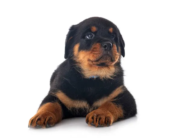 Pup Rottweiler Voorkant Van Witte Achtergrond — Stockfoto