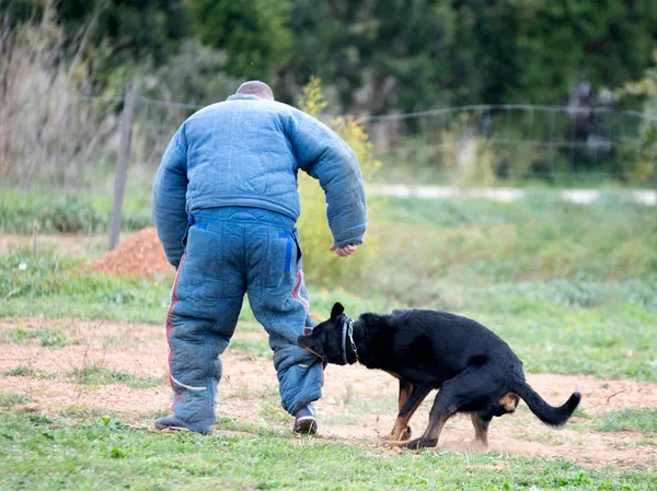 Cane Pastore Beauce Formazione Nella Natura Sicurezza — Foto Stock