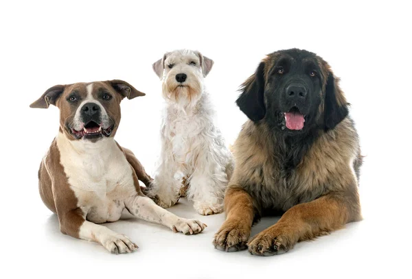 Gruppo Cani Davanti Sfondo Bianco — Foto Stock