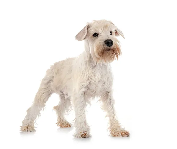 Miniatűr Fehér Schnauzer Előtt Fehér Háttér — Stock Fotó