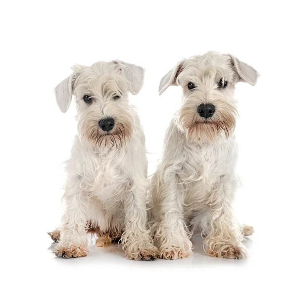 Schnauzers Brancos Miniatura Frente Fundo Branco — Fotografia de Stock