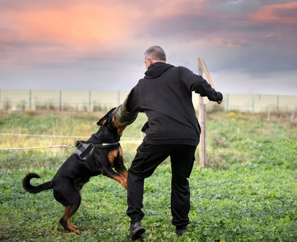 Young Puppy Rottweiler Training Nature — Stock Photo, Image