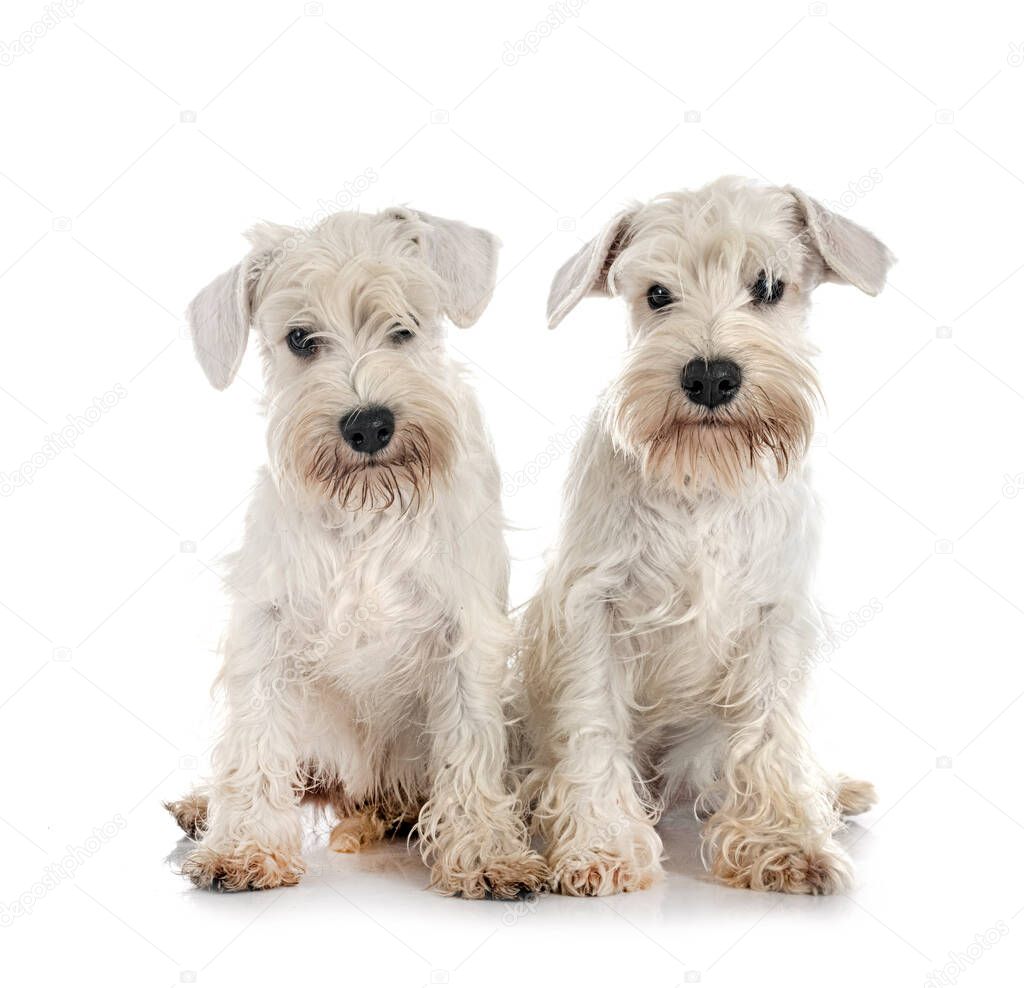 miniature white schnauzers in front of white background