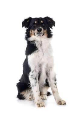 Beyaz arkaplan önünde minyatür Amerikan çoban köpeği