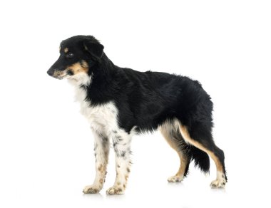 Beyaz arkaplan önünde minyatür Amerikan çoban köpeği