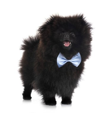 Beyaz arkaplan önünde genç pomeranian