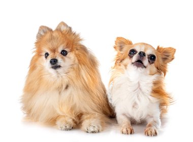 Genç Pomeranian ve Chihuahua beyaz arkaplan önünde