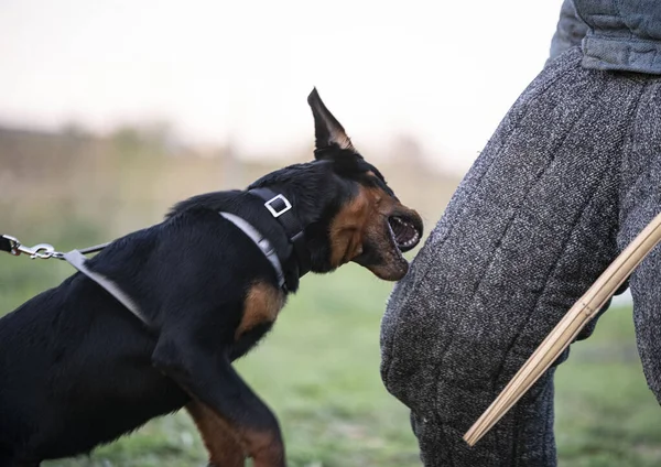 Jovem Cachorro Rottweiler Formação Para Segurança Natureza — Fotografia de Stock