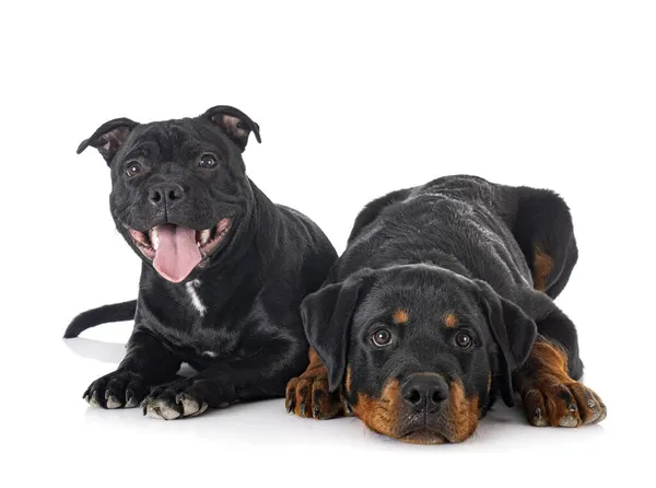 Staffordshire Bull Terrier Rottweiler Voorkant Van Witte Achtergrond — Stockfoto