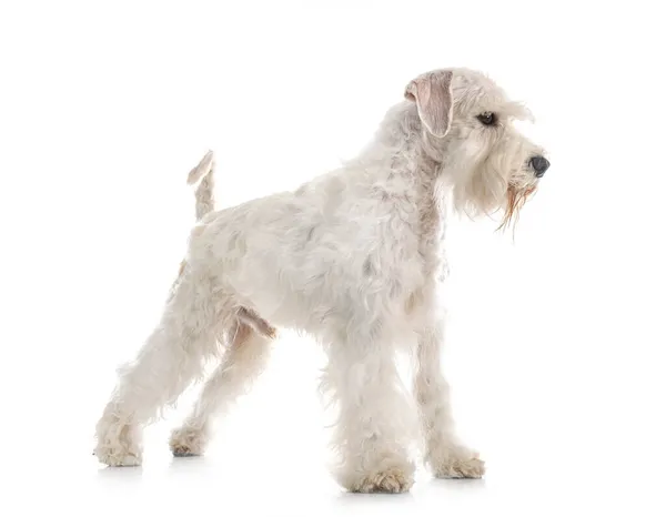 Miniatuur Witte Schnauzer Voorkant Van Witte Achtergrond — Stockfoto