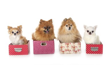 Genç pomeranyalılar ve chihuahua beyaz arka planda