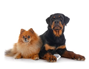 Genç Pomeranian ve Rottweiler beyaz arkaplanın önünde