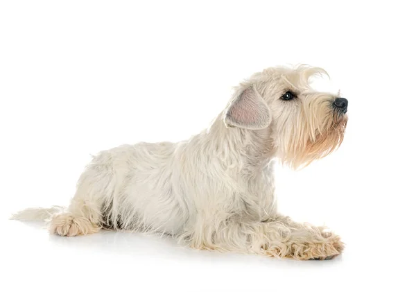 Miniatuur Witte Schnauzer Voorkant Van Witte Achtergrond — Stockfoto