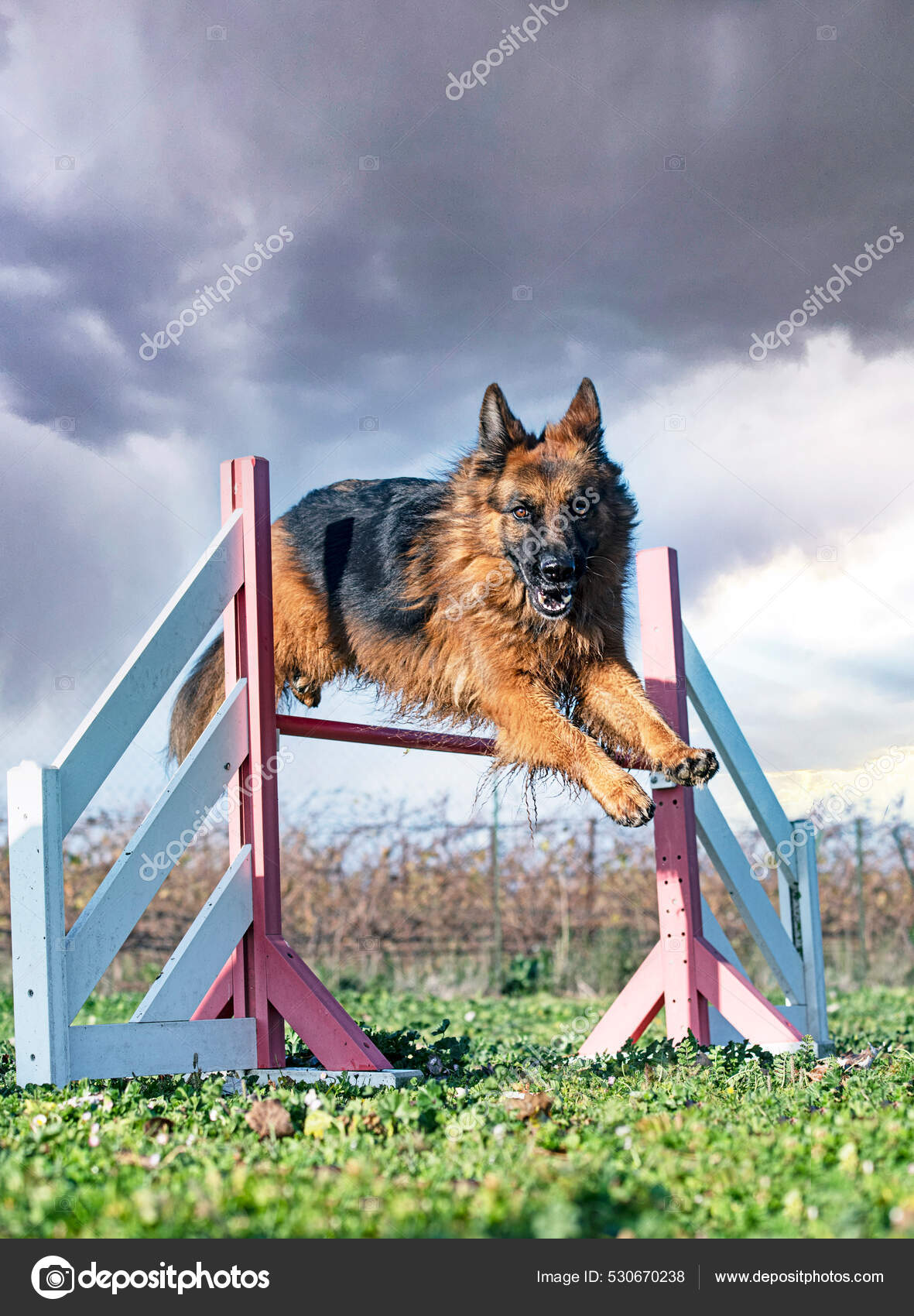 Training Agility German Shepherd Nature — Stock Photo © cynoclub