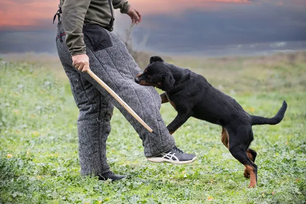 Jovem Cachorro Rottweiler Formação Natureza — Fotografia de Stock