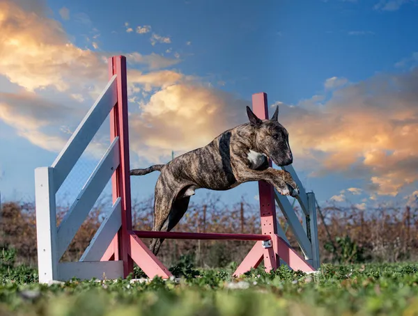 Trening Zwinności Byka Terrier Naturze — Zdjęcie stockowe