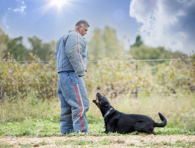Beauce 'den gelen çoban köpeği güvenlik eğitimi alıyor.