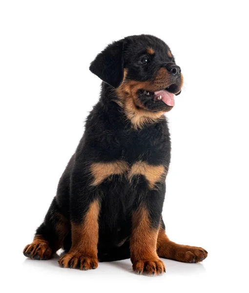 Cachorro Rottweiler Frente Fondo Blanco —  Fotos de Stock