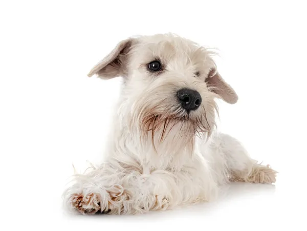 Miniatuur Witte Schnauzer Voorkant Van Witte Achtergrond — Stockfoto