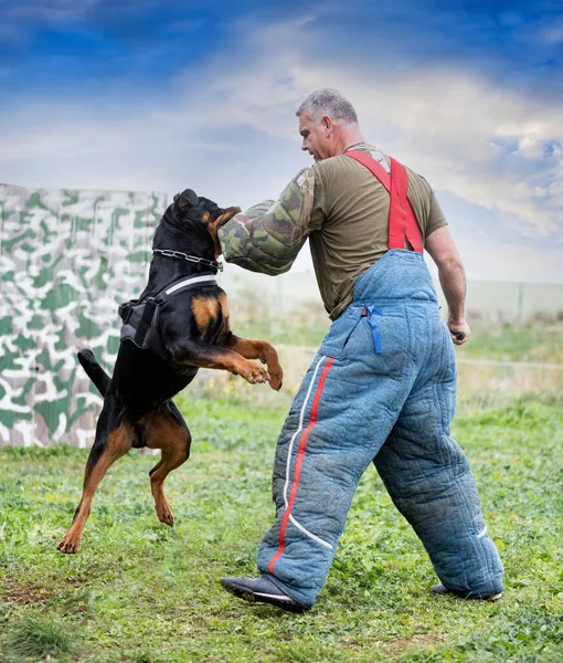 Fiatal Rottweiler Képzés Természet Biztonság — Stock Fotó