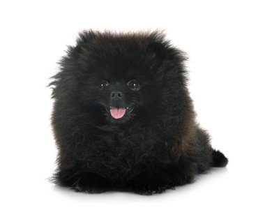 Beyaz arkaplan önünde genç pomeranian