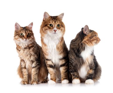 Beyaz arkaplan önünde genç Kurilian Kısakuyrukları