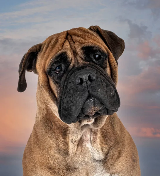 Young Bullmastiff Front Sunshine Background — Stock Photo, Image