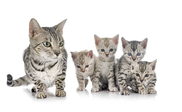 Bengal Cat Family Vor Weißem Hintergrund — Stockfoto