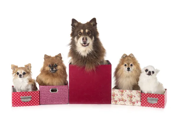 Muchos Perros Delante Fondo Blanco — Foto de Stock