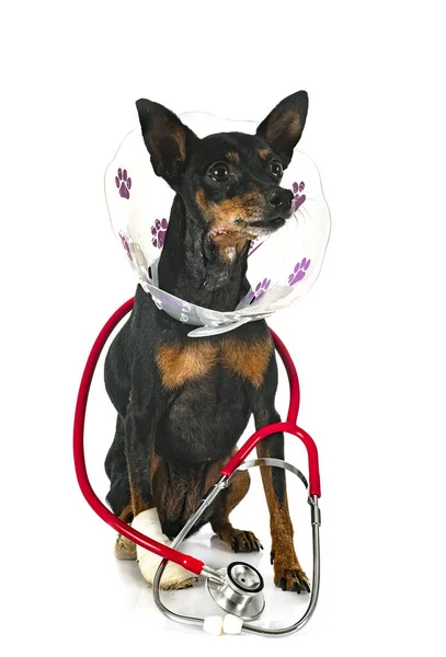 Kranker Miniaturpinscher Vor Weißem Hintergrund — Stockfoto