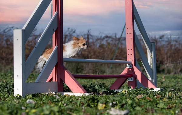 Entrenamiento Agilidad Para Chihuahua Naturaleza — Foto de Stock