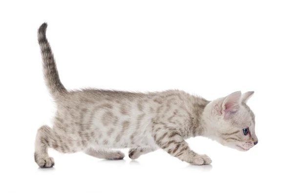 Bengálská Kočka Před Bílým Pozadím — Stock fotografie