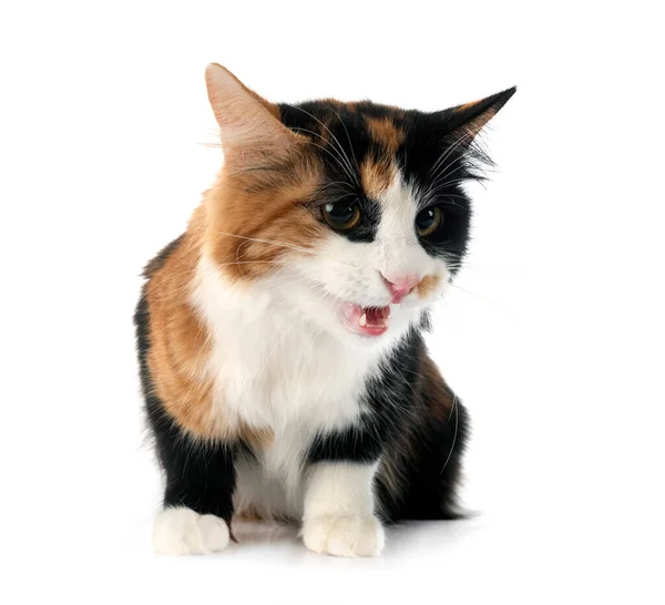 Young Kurilian Bobtail Front White Background — Stock Photo, Image