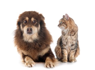 Beyaz arkaplan önünde Fince Lapphund ve kedi