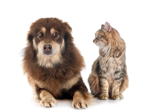 Finnish Lapphund Cat Front White Background — Stock Photo, Image