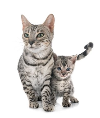 Bengal kedisi ve kedi yavrusu beyaz arkaplanın önünde