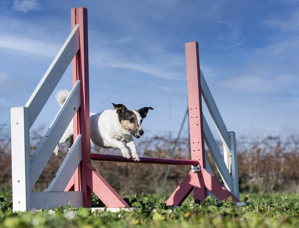 Εκπαίδευση Ευκινησίας Για Ένα Jack Russel Terrier Στη Φύση — Φωτογραφία Αρχείου